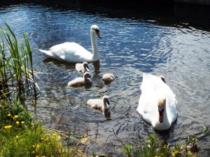 swans and cygnets